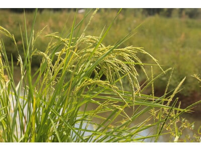 Streambank Wheatgrass-2293
