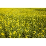 White Mustard-2405