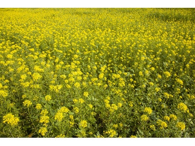 White Mustard-2405