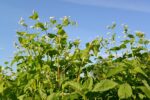 Common Buckwheat-1989