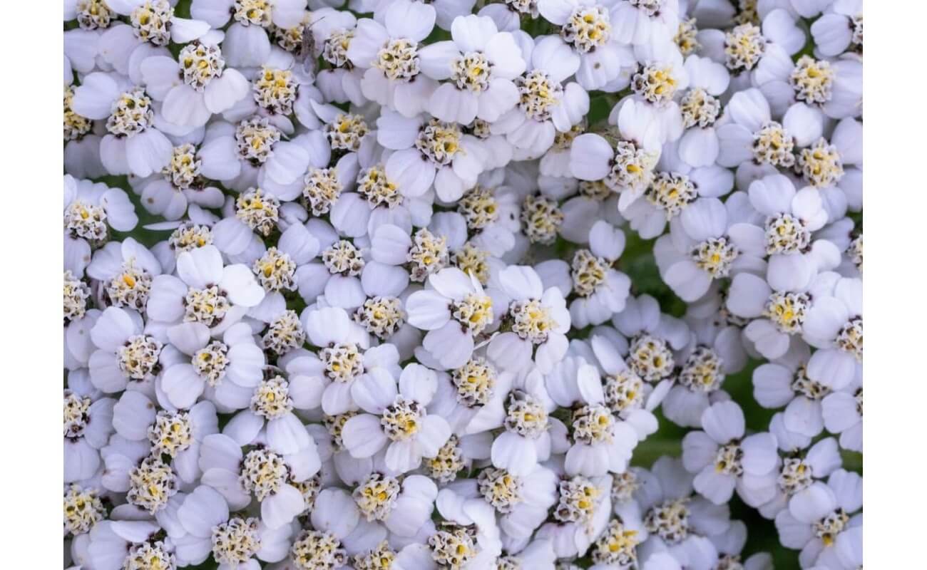 Western Yarrow-5008