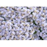 Western Yarrow-5008