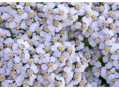 Western Yarrow-5008