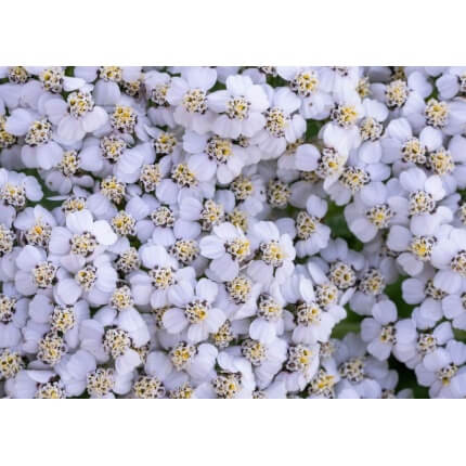 Western Yarrow-5008