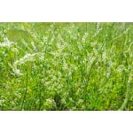 White Sweet Clover-2421