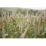 Hybrid Pearl Millet-2093