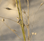 Indian Ricegrass-5076