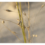 Indian Ricegrass-5076