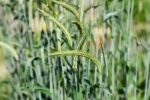 Cereal Rye-1965