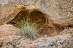 Indian Ricegrass-5037