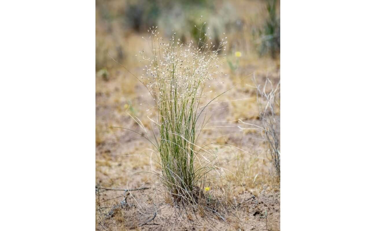 Indian Ricegrass-5036