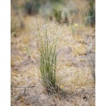 Indian Ricegrass-5036