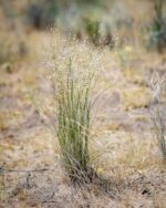 Indian Ricegrass-5036