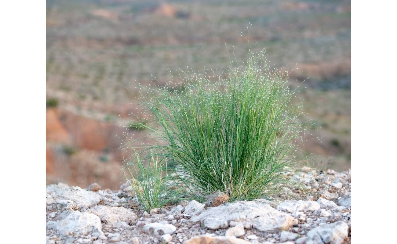 Indian Ricegrass-5035