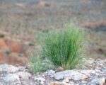 Indian Ricegrass-5035