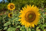 Annual Sunflower-4999