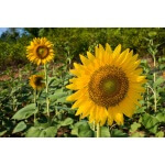 Annual Sunflower-4999