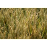 Wheat-2389