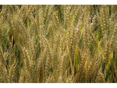 Wheat-2389
