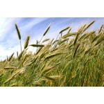 Triticale-2349