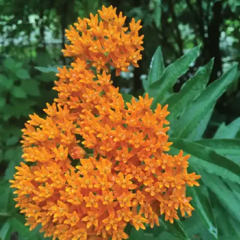 Butterfly Milkweed