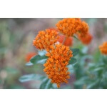 Butterfly Milkweed-5212