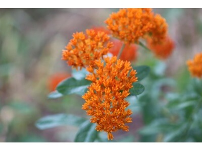 Butterfly Milkweed-5212