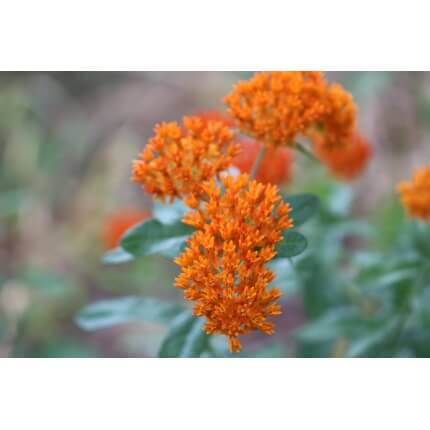 Butterfly Milkweed-5212