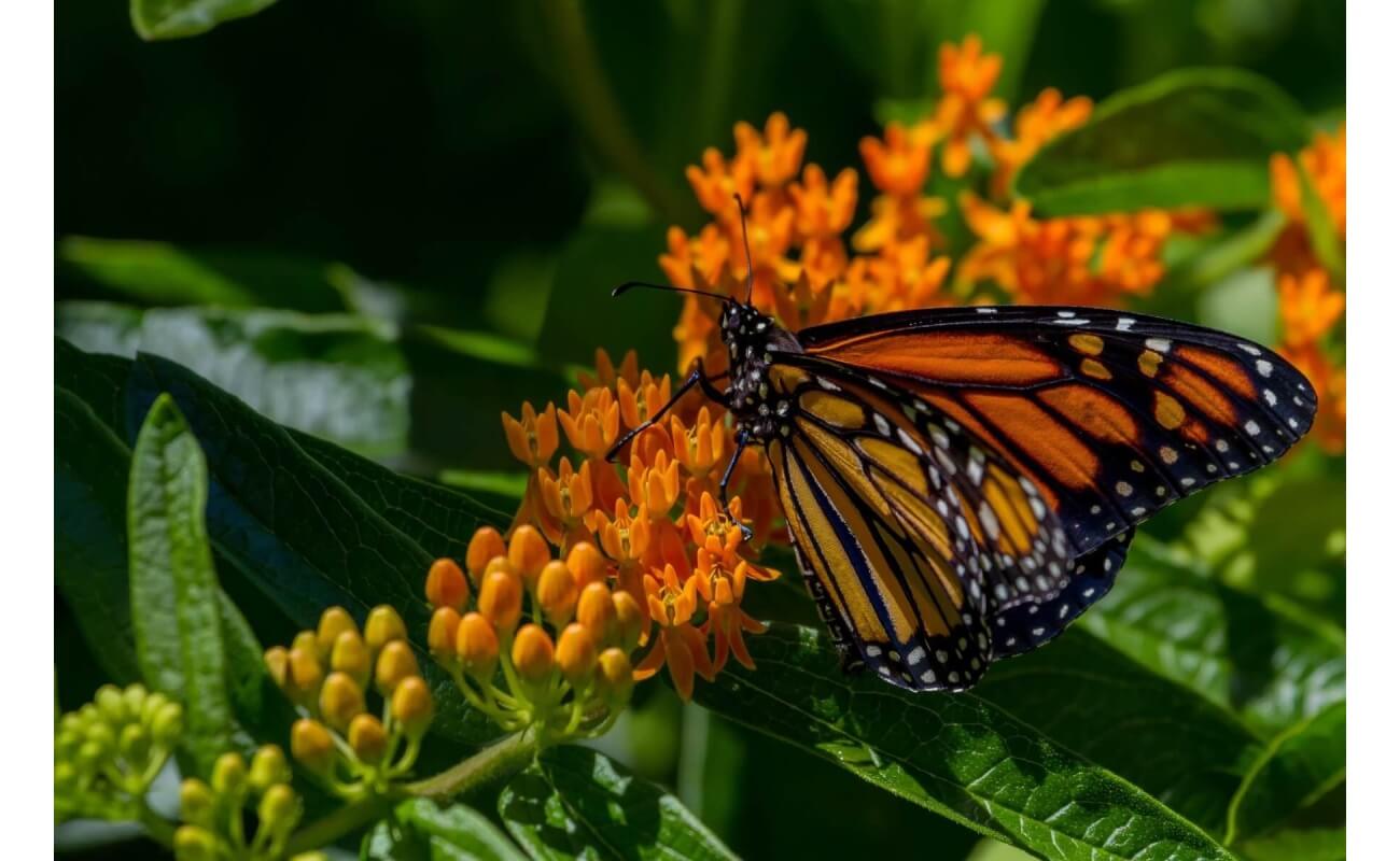 Butterfly Milkweed-5211