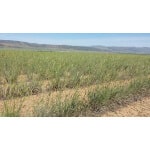 Siberian Wheatgrass-2245