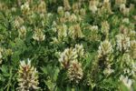 Cicer Milkvetch-1973