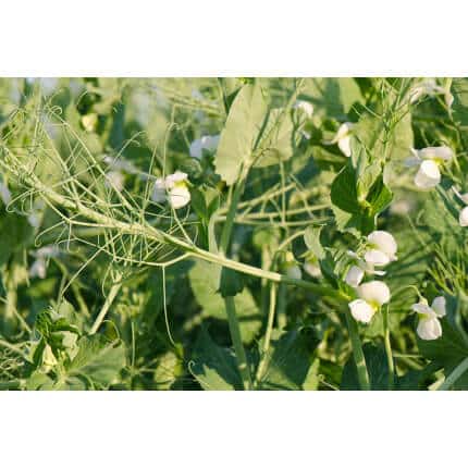 Field Pea-2037