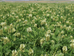 Cicer Milkvetch-5098