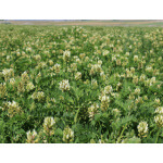 Cicer Milkvetch-5098