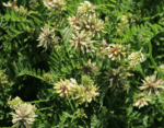 Cicer Milkvetch-5099