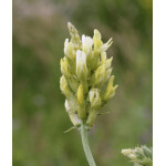 Cicer Milkvetch-5125