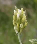 Cicer Milkvetch-5125