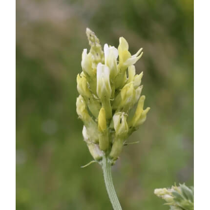 Cicer Milkvetch-5125