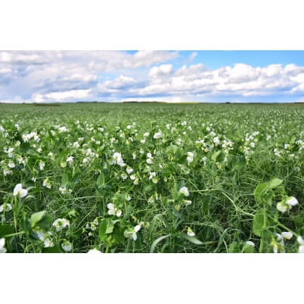 Field Pea-5130