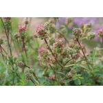 Small Burnet -4697