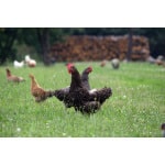 Florida tropics poultry forage mix