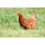 Great Plains Poultry Forage Mix-3161