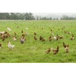 Intermountain West Poultry Forage Mix-3169