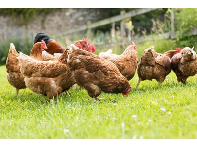 Mid-West/Mid-Atlantic Poultry Forage Mix-3177