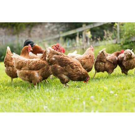 Mid-West/Mid-Atlantic Poultry Forage Mix-3177