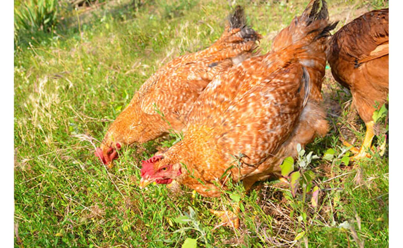 Pacific Northwest Poultry Forage Mix-3185
