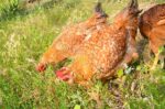 Pacific Northwest Poultry Forage Mix-3185