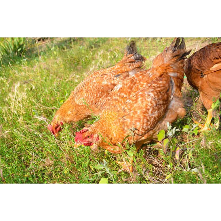 Pacific Northwest Poultry Forage Mix-3185