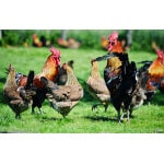 Pacific Southwest Poultry Forage Mix-3193