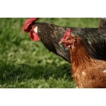 South-Atlantic Transitional Poultry Forage Mix-3201